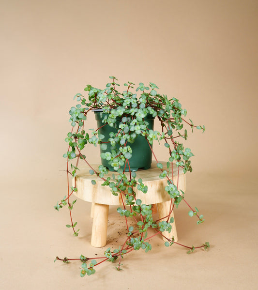 Pilea Silver Sparkle (Pilea glauca)