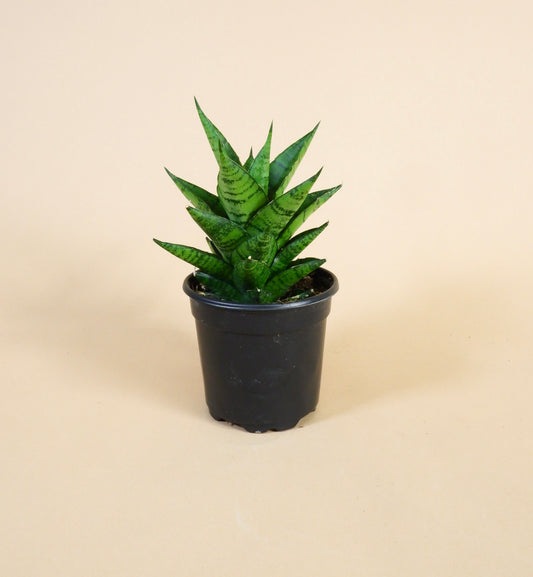 Dark Pagoda Snake Plant (Sanseveria spp.)