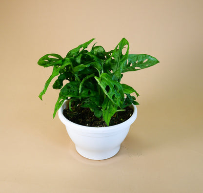 Monkey Mask/Swiss Cheese Vine (Monstera adansonii)