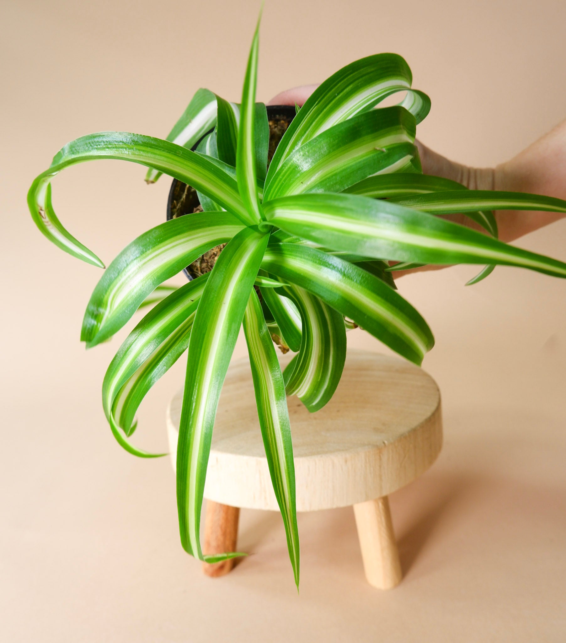 the sill spider plant Spider Plant (Chlorophytum Comosum)