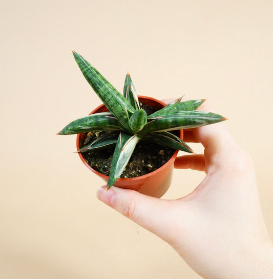 Hybrid Snake Plant (Sansevieria Lavarnos 'Blue Clone' Variegated)