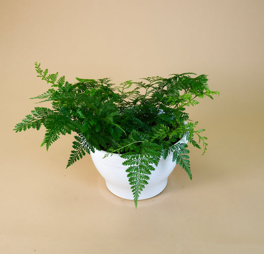 Rabbit's Foot Fern (Davallia fejeensis)