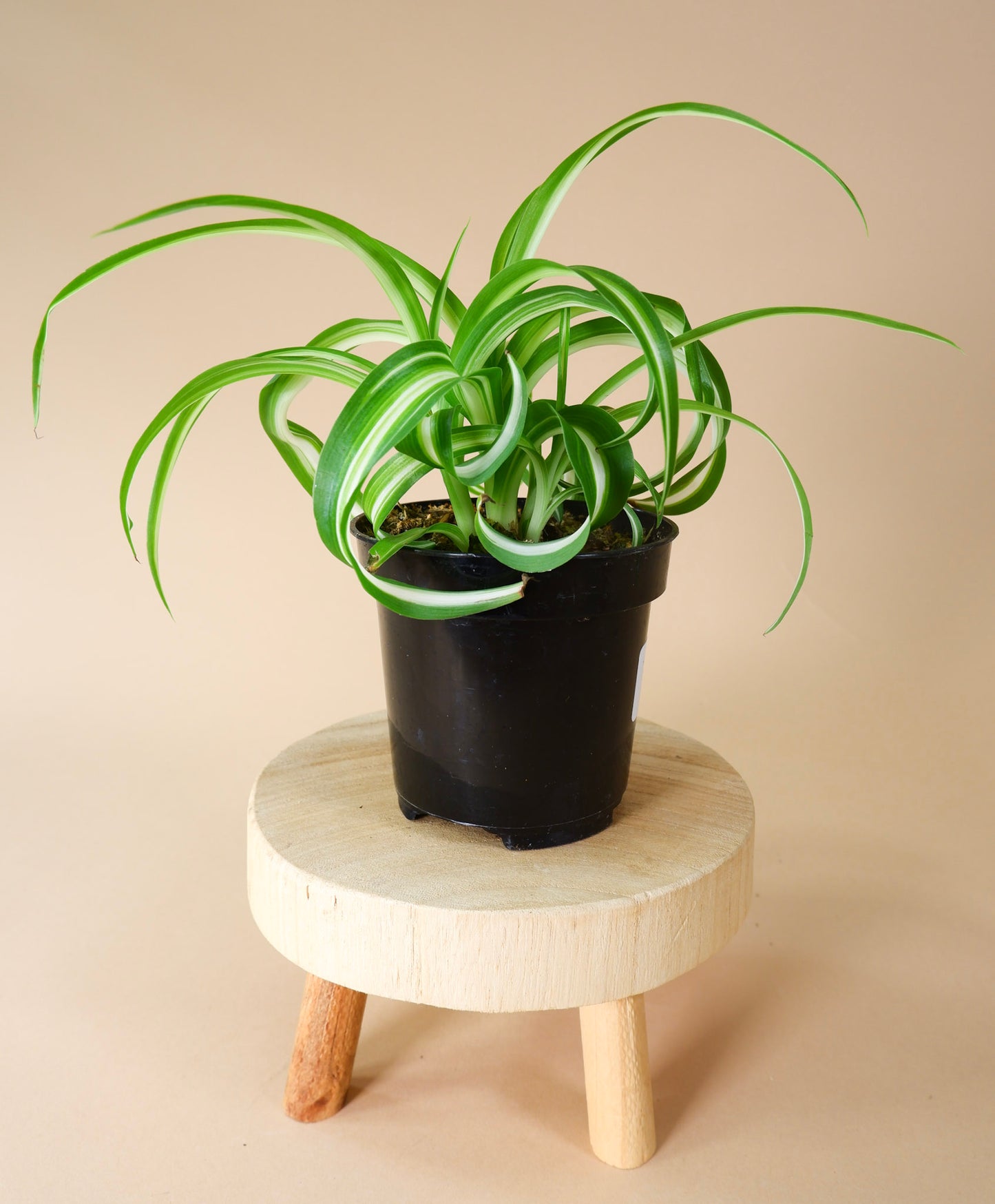 Spider Plant (Chlorophytum Comosum)