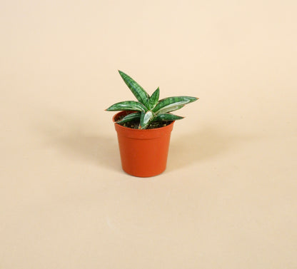 Hybrid Snake Plant (Sansevieria Lavarnos 'Blue Clone' Variegated)