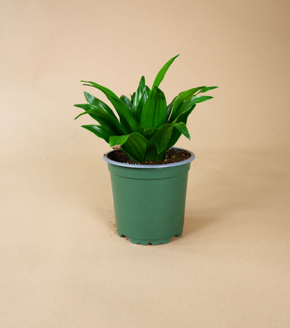 Dracaena Janet Craig (Dracaena fragrans)