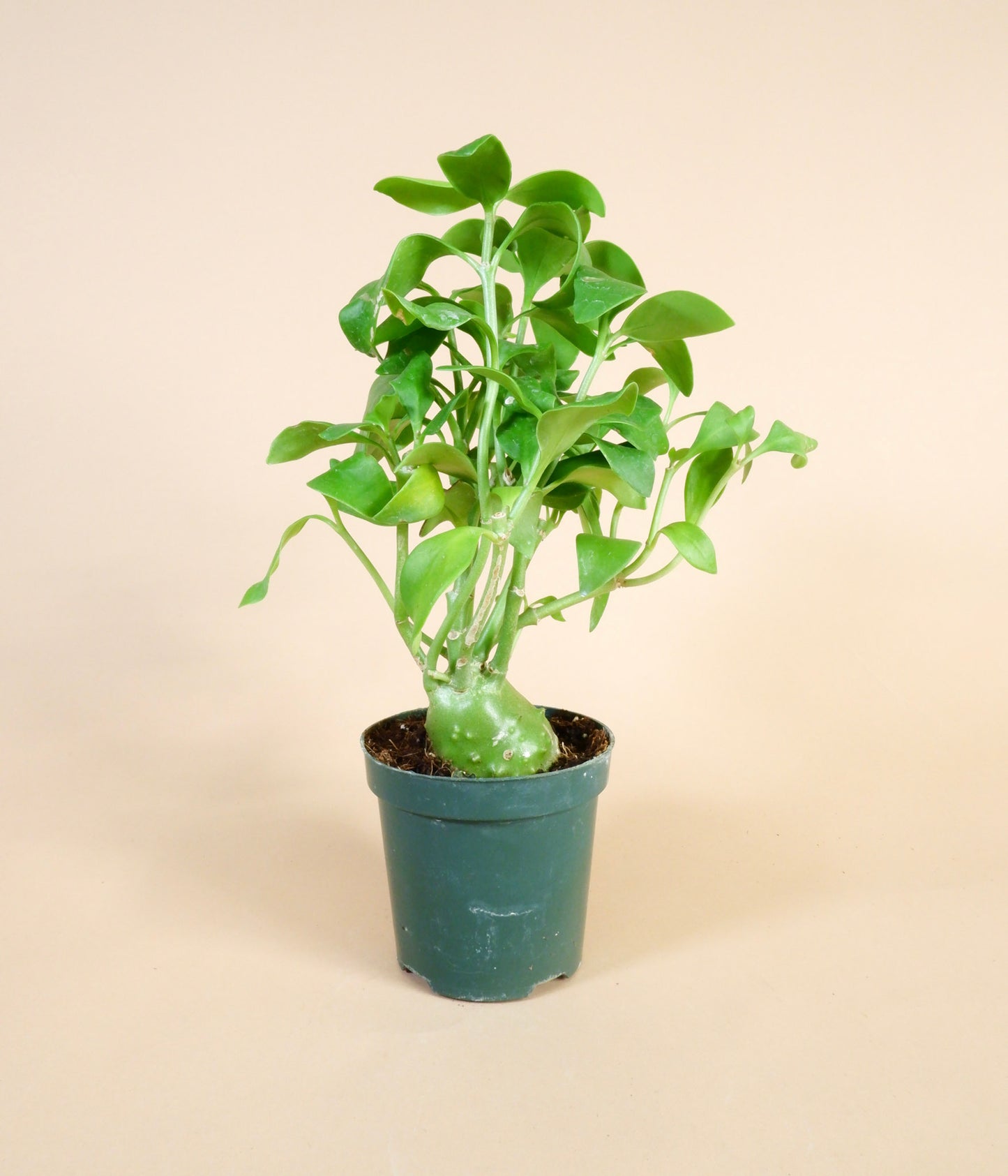 Ant Plant (Hydnophytum moseleyanum)