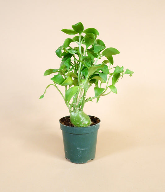 Ant Plant (Hydnophytum moseleyanum)