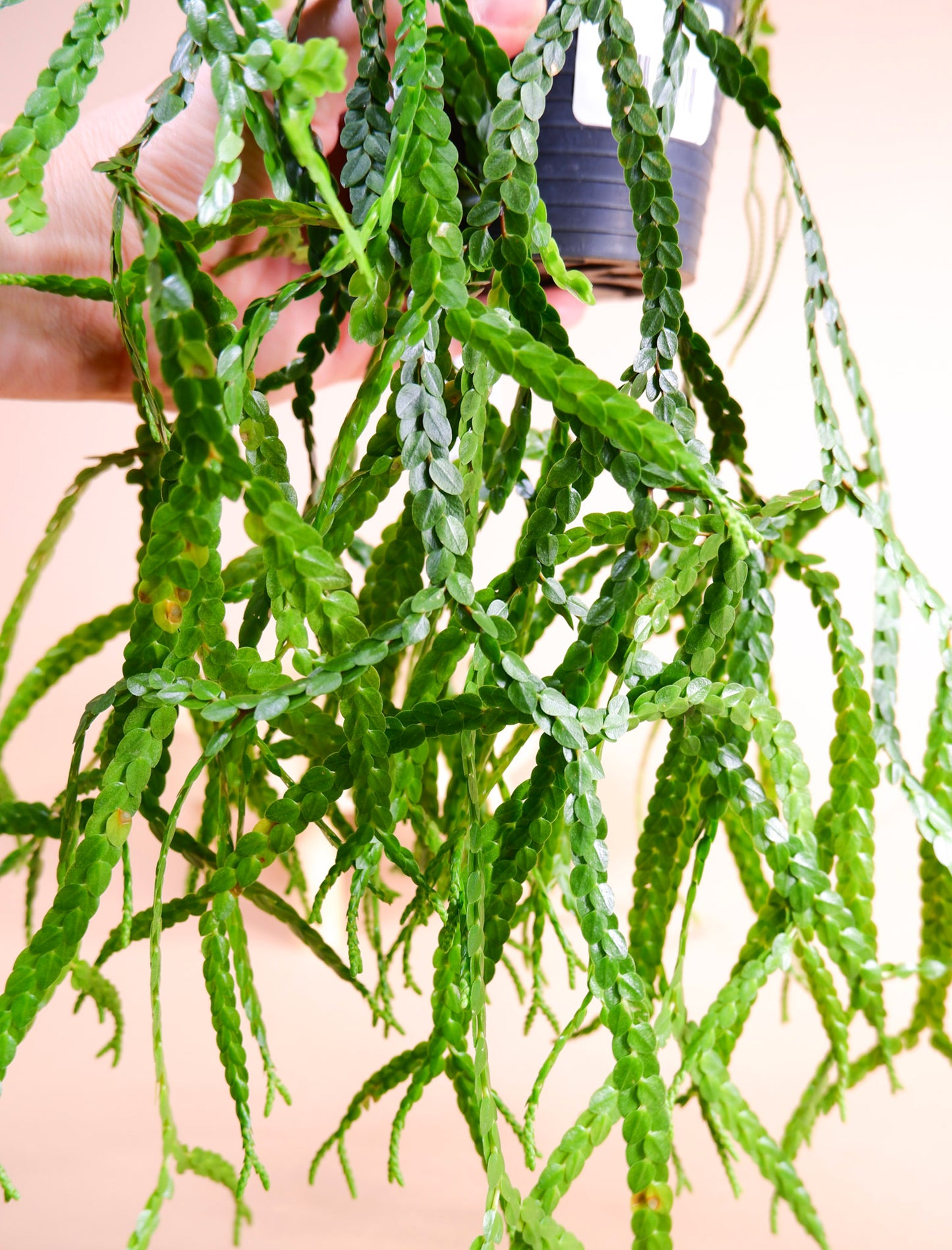 Huperzia Nummulariifolia