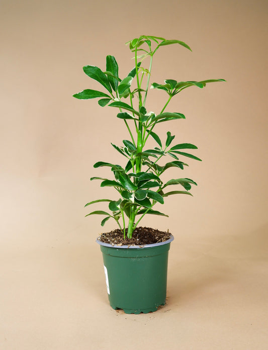 Umbrella Tree (Schefflera arboricola)
