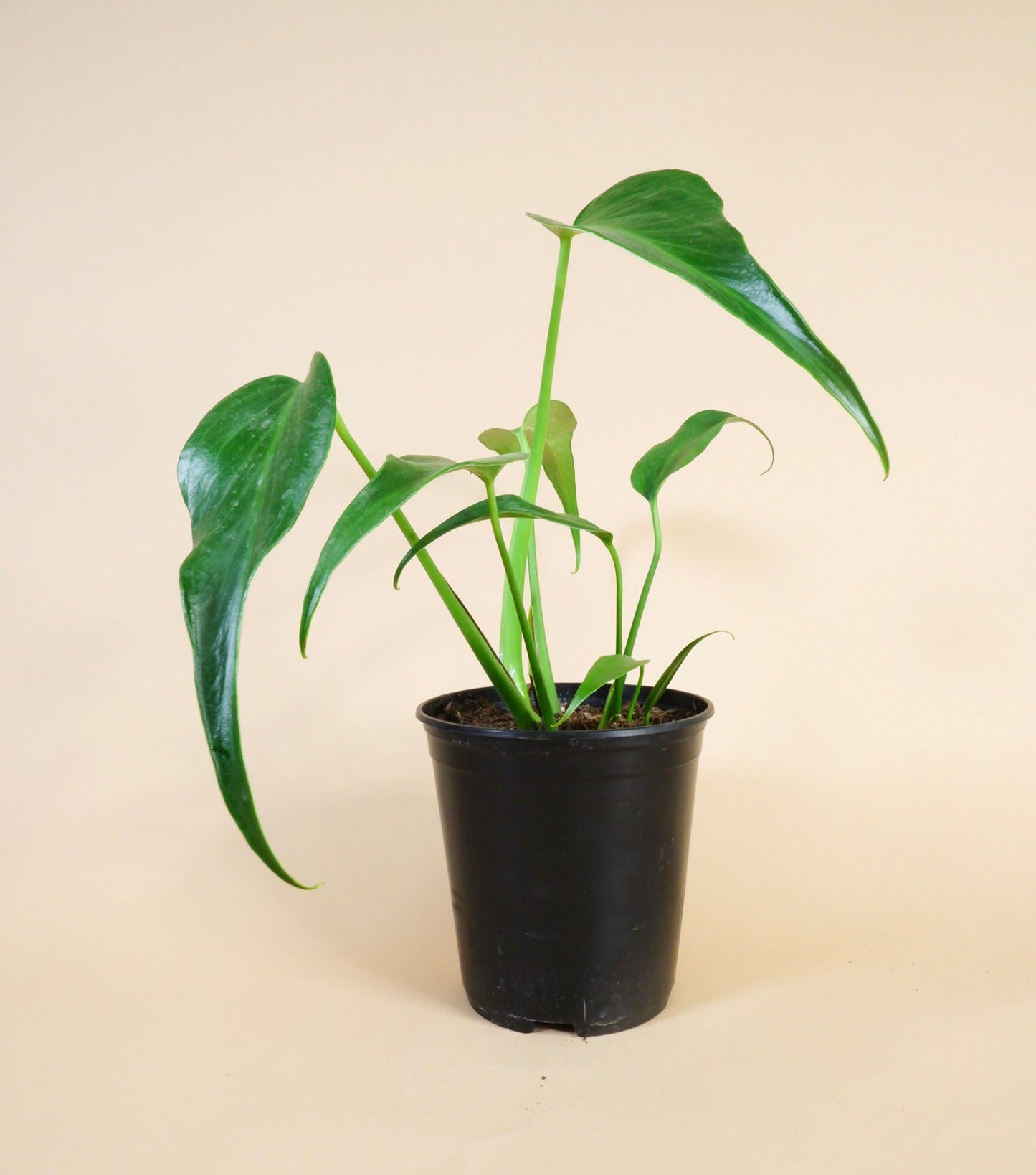 Monstera 'Dilacerata' Burle Marx Flame