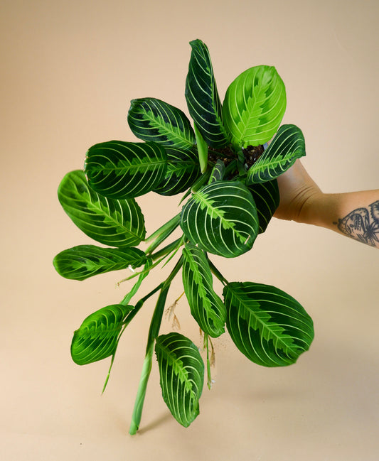Prayer Plant (Maranta leuconeura)