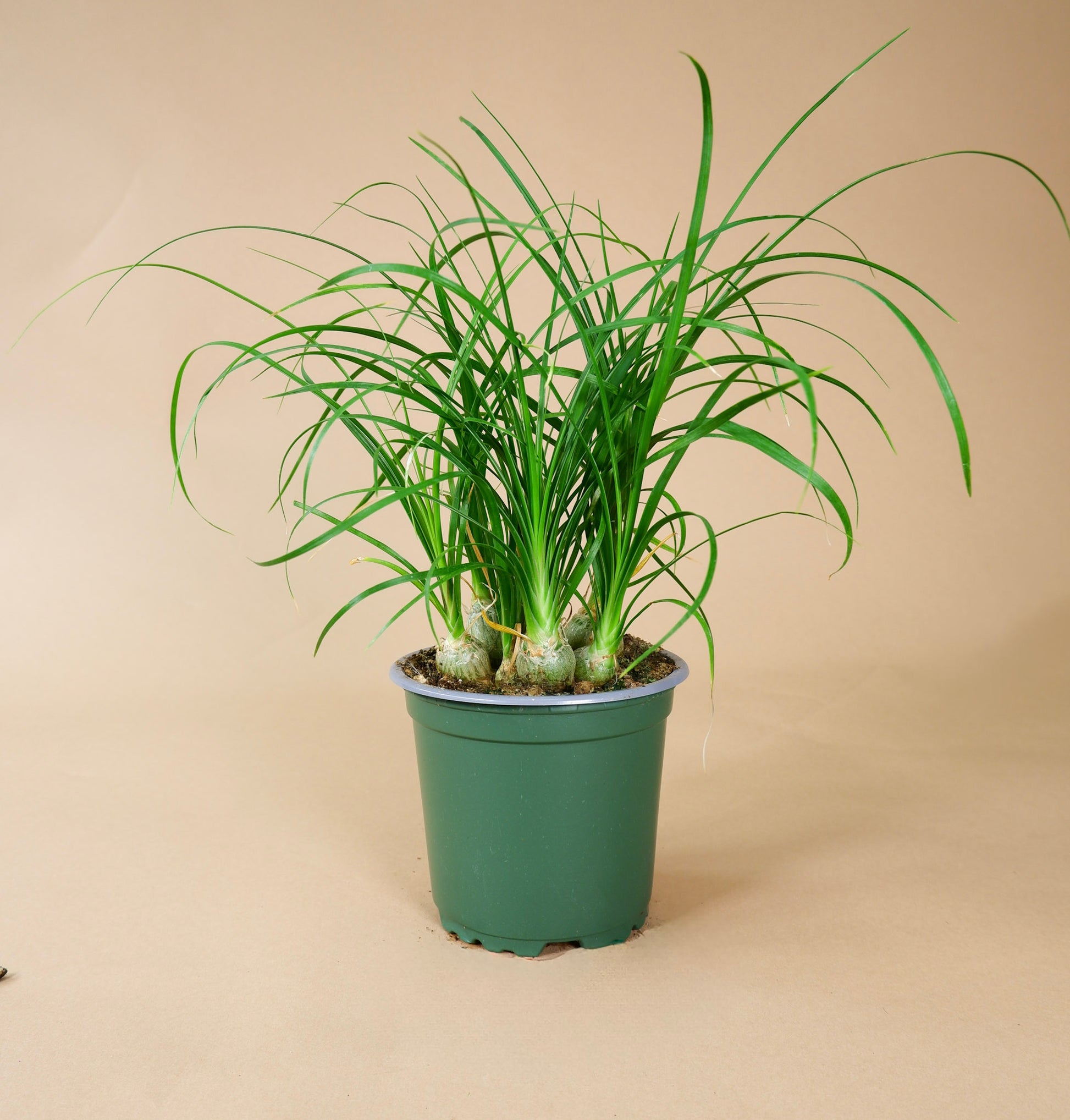 ponytail palm the sill Ponytail Palm (Beaucarnea recurvata)