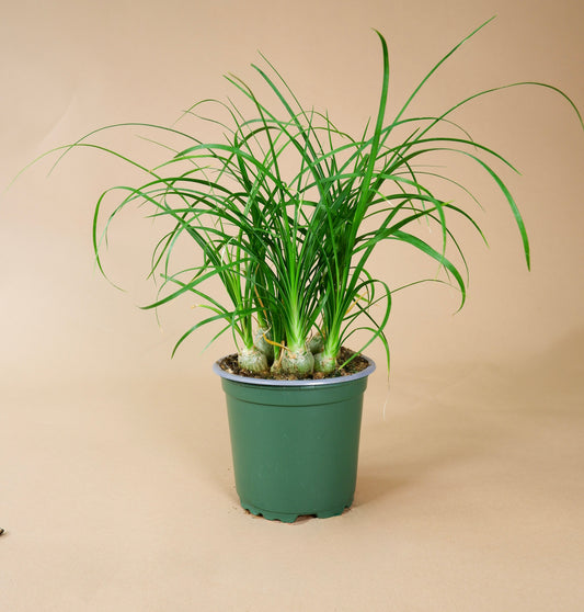 Ponytail Palm (Beaucarnea recurvata)