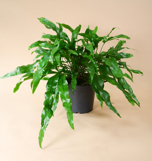 Kangaroo Fern (Zealandia pustulata)