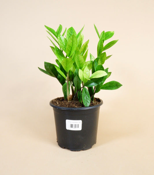 ZZ Chameleon (Zamioculcas zamiifolia 'Chameleon')