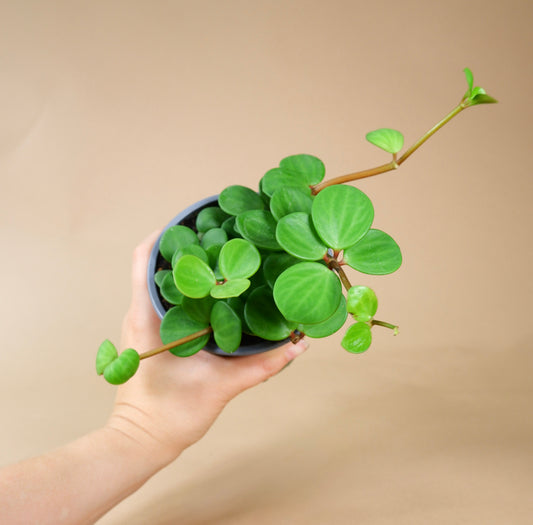 Peperomia 'Hope'