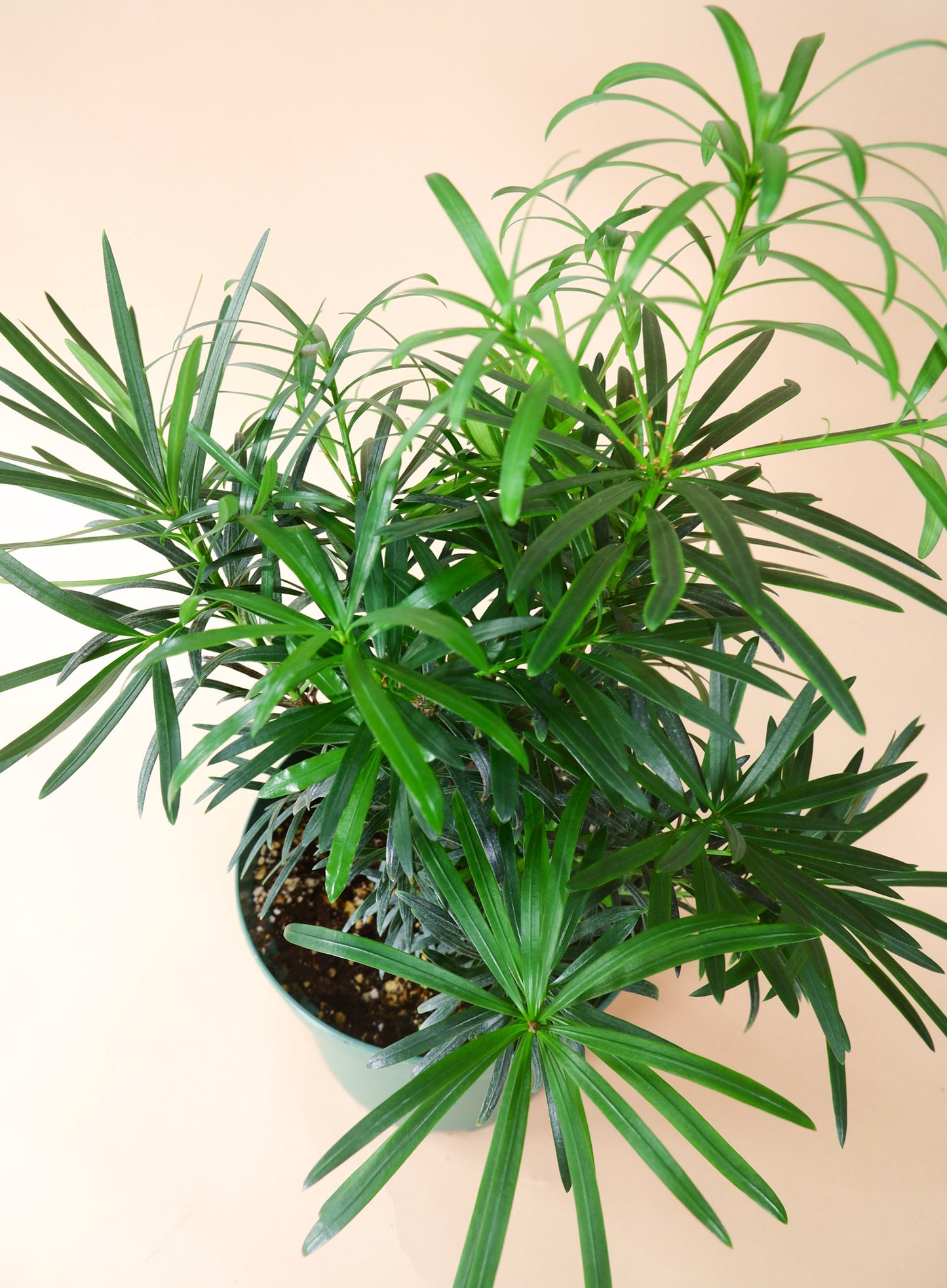 Buddhist Pine (Podocarpous macrophyllus)