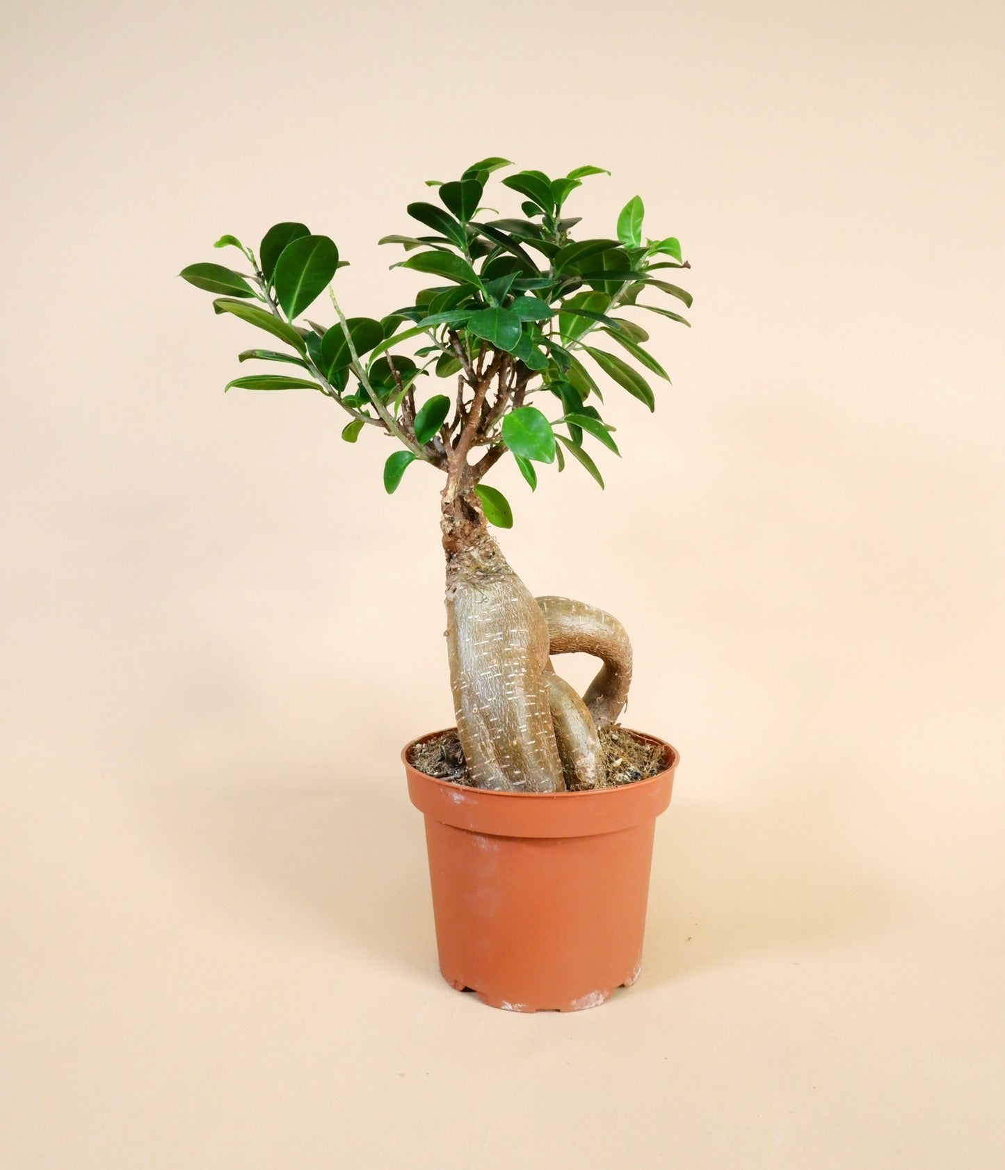 Ficus Bonsai (Ficus microcarpa)