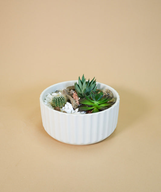 Succulent Garden