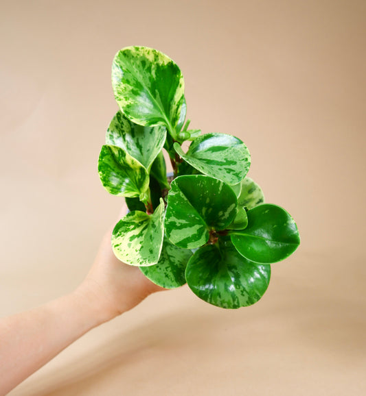 Radiator Plant (Peperomia obtusifolia)