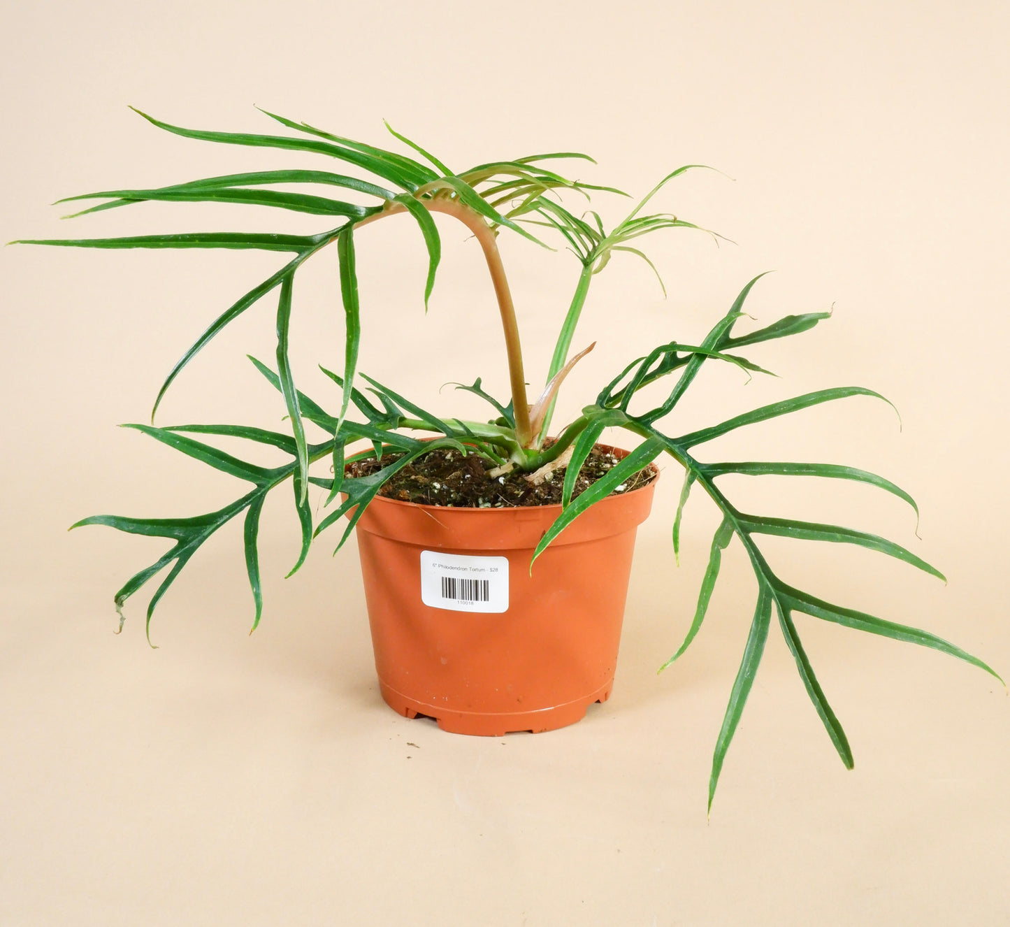 Philodendron tortum