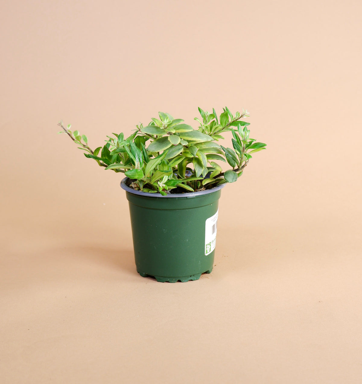 Lipstick Plant 'Bolero Bicolor' (Aeschynanthus radicans)