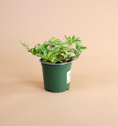 Lipstick Plant 'Bolero Bicolor' (Aeschynanthus radicans)