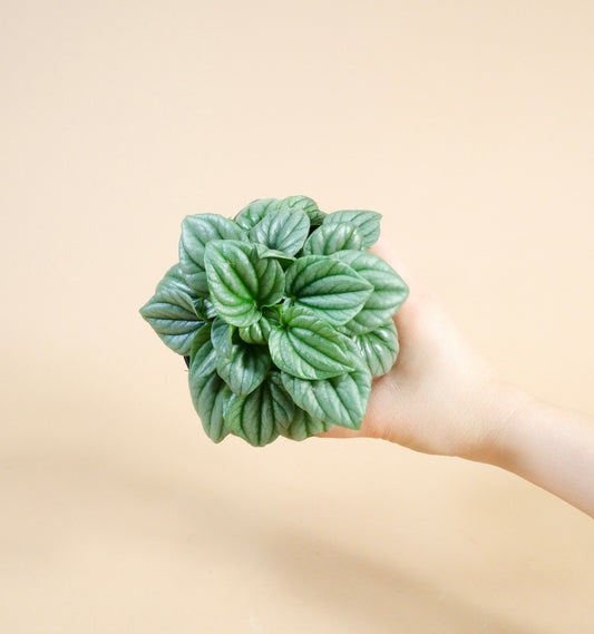 Ripple Pep (Peperomia caperata 'Frost')