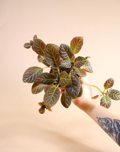 Flame Violet (Episcia cupreata)