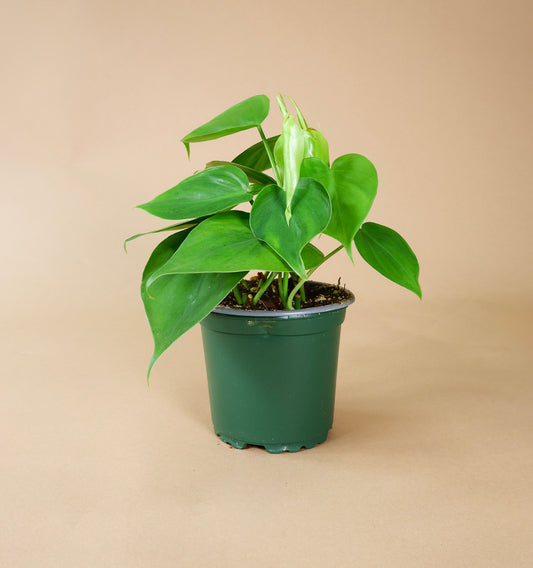 Heartleaf Vine (Philodendron hederaceum or cordatum)