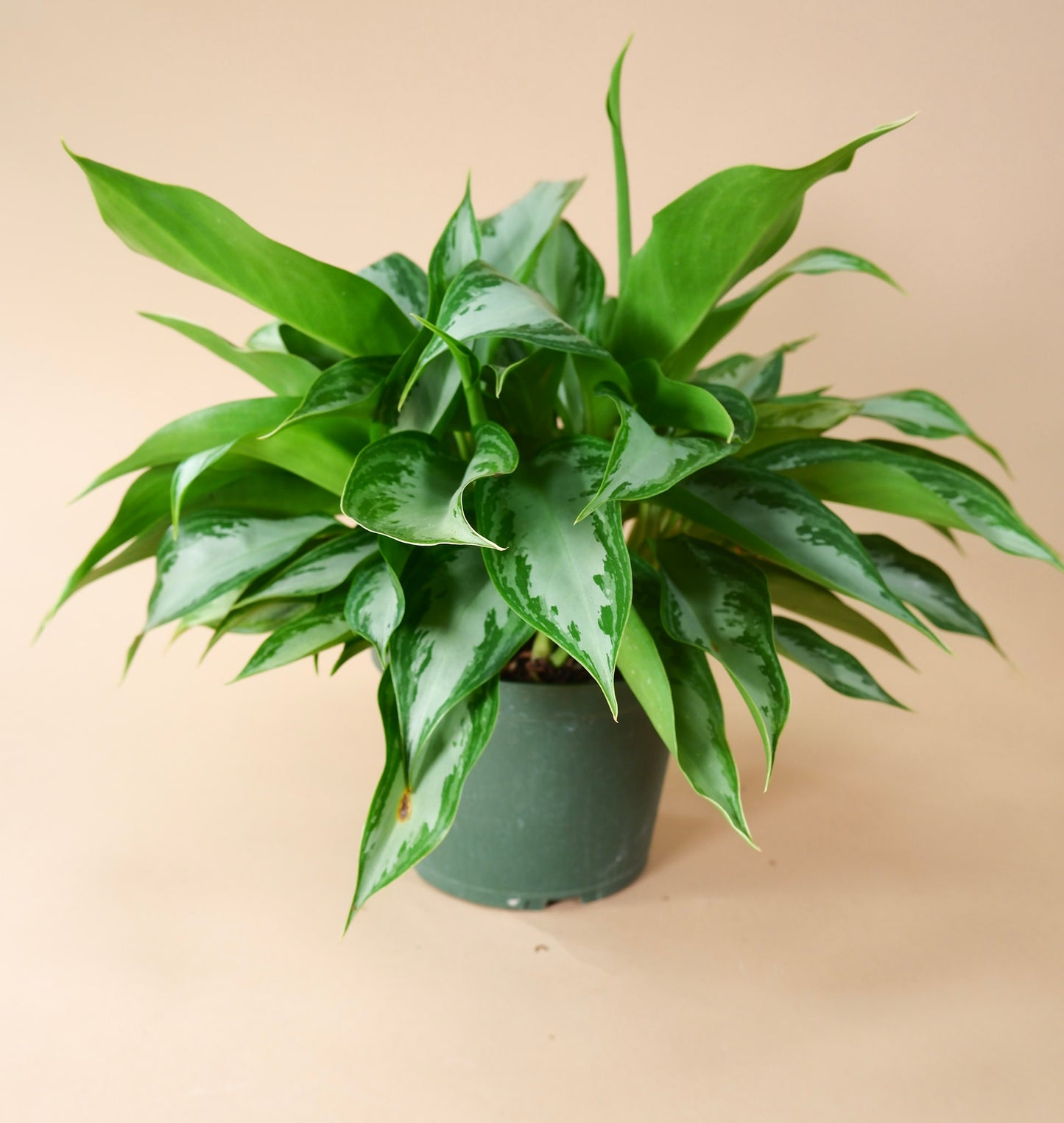Chinese Evergreen (Aglaonema sp.)