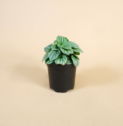 Ripple Peperomia AST (Peperomia caperata)