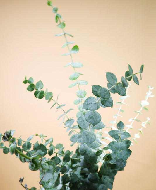 Fresh Eucalyptus Cuts