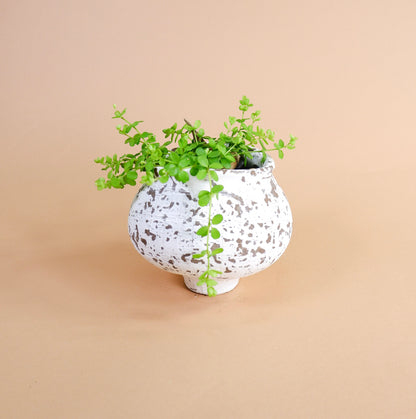 Potted Arrangement