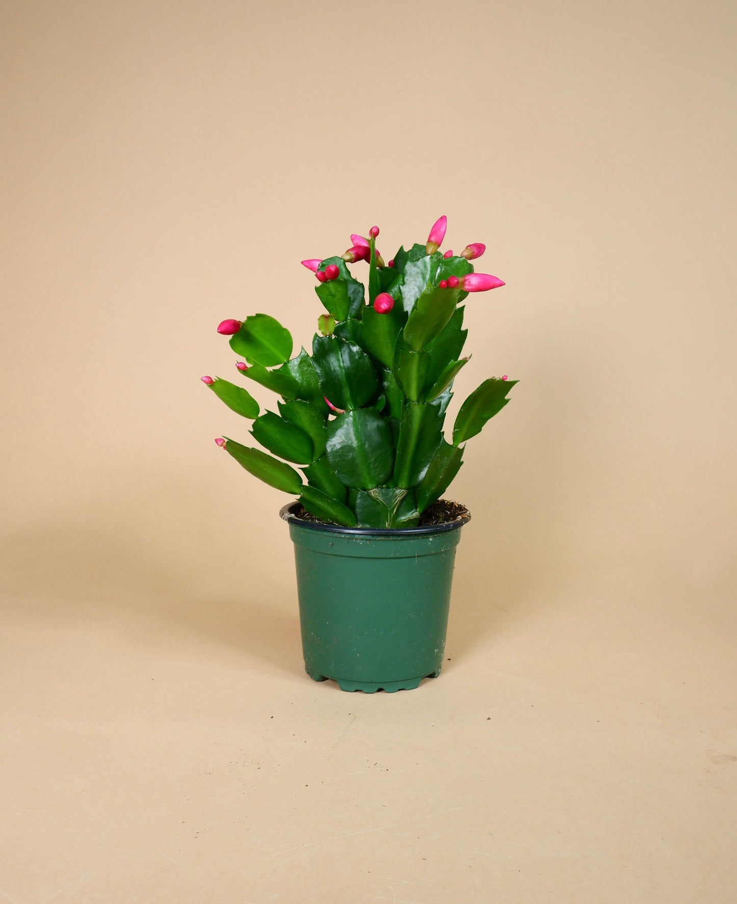 Christmas Cacti (Zygo-Schlumbergera hybrid)