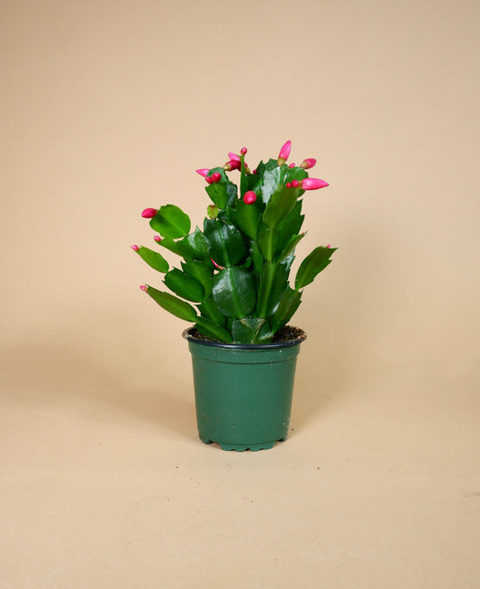 Christmas Cacti (Zygo-Schlumbergera hybrid)
