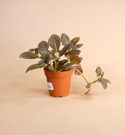 Flame Violet (Episcia cupreata)