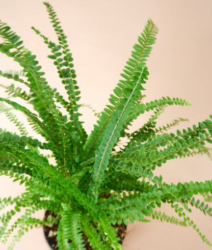 Lemon Button Fern (Nephrolepis cordifolia)