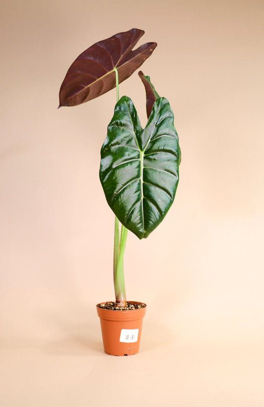 Alocasia Golden Bone (A. micholitziana 'Maxkowskii' x A. cuprea)