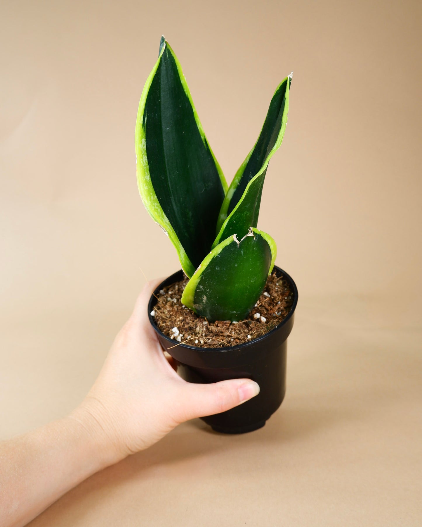 Snake Plant (Sansevieria Black Gold)