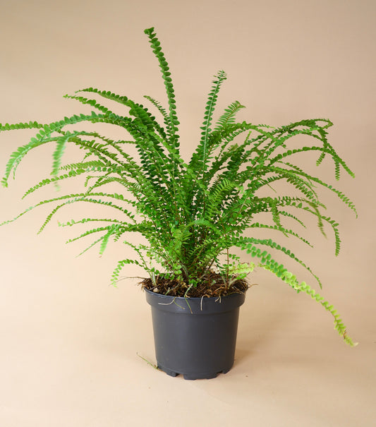 Lemon Button Fern (Nephrolepis cordifolia)