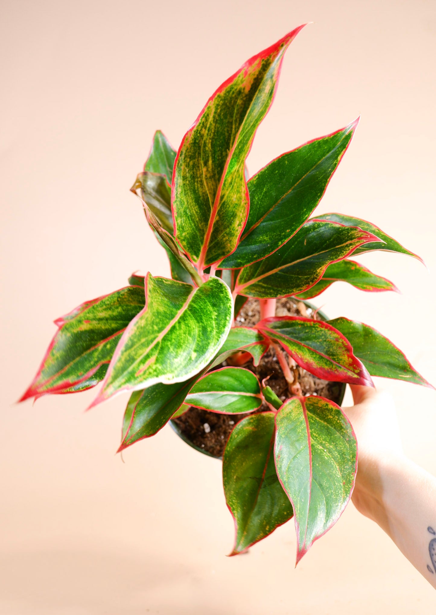 Chinese Evergreen (Aglaonema Red Siam)