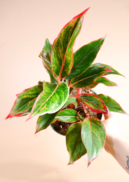 Chinese Evergreen (Aglaonema Red Siam)