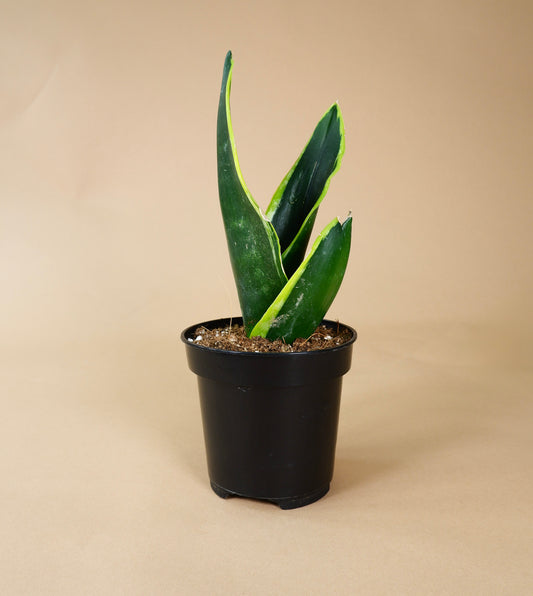 Snake Plant (Sansevieria Black Gold)