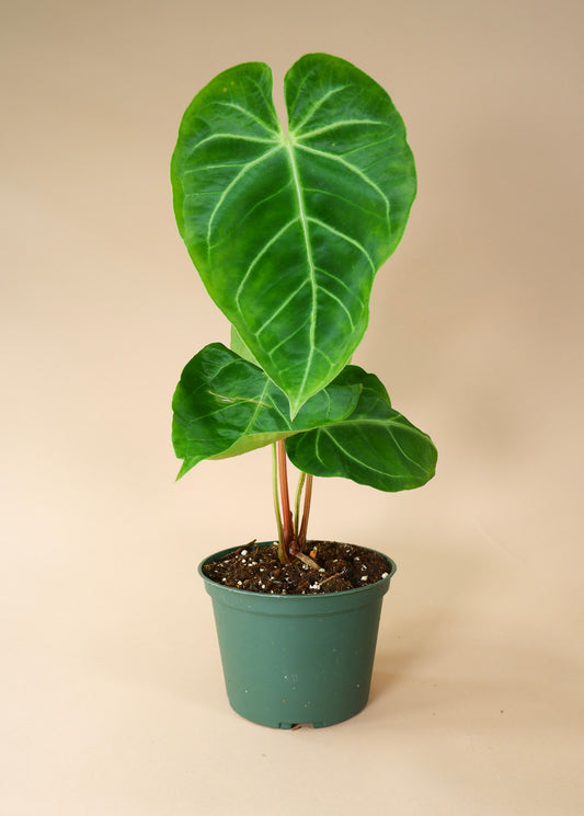 Anthurium Magnificum