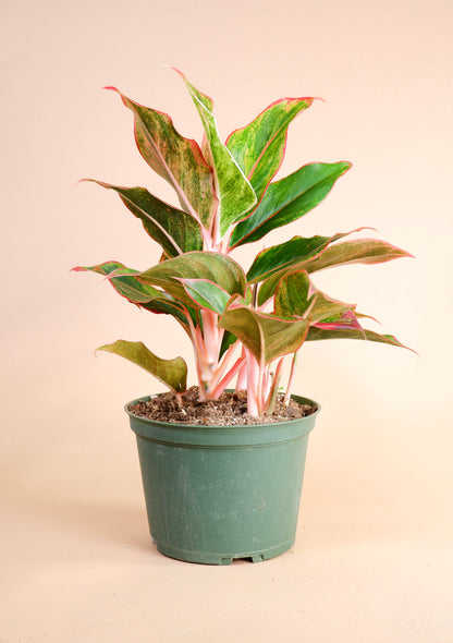 Chinese Evergreen (Aglaonema Red Siam)