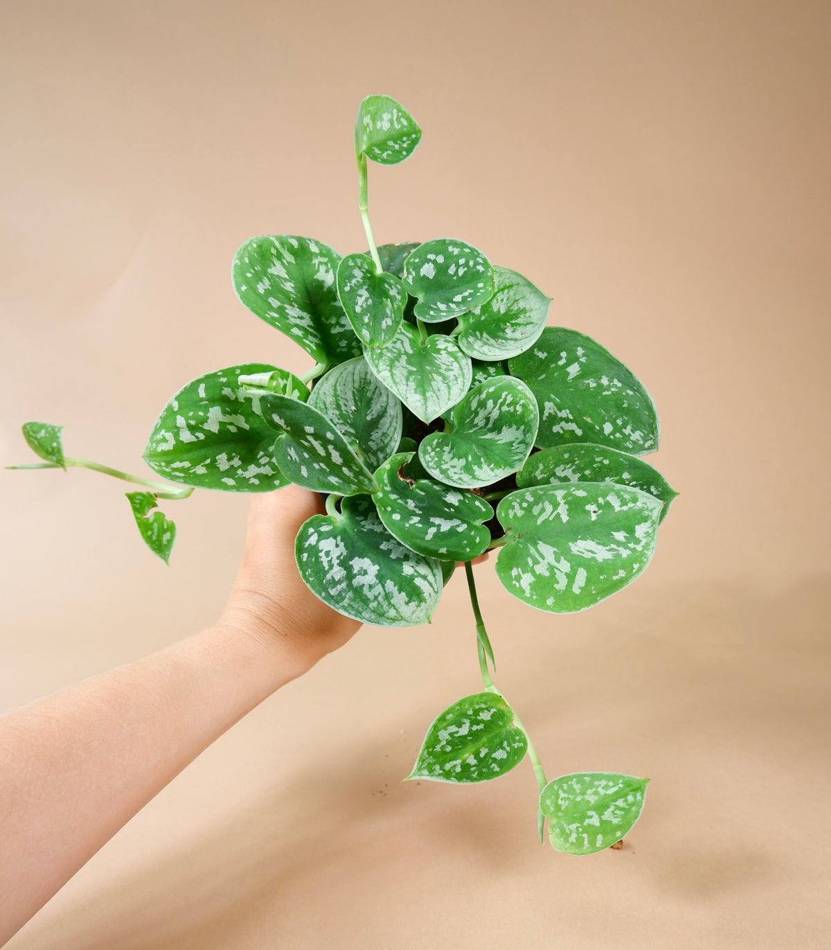 Satin Pothos (Scindapsus sp.)