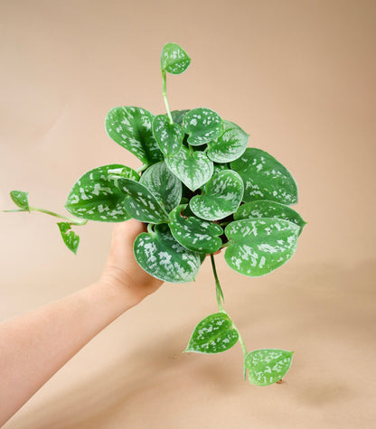 Satin Pothos (Scindapsus sp.)