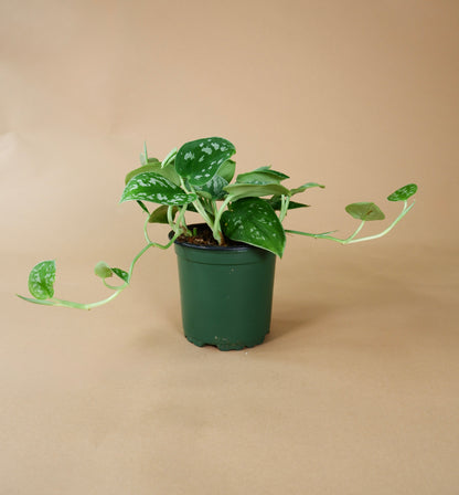 Satin Pothos (Scindapsus sp.)