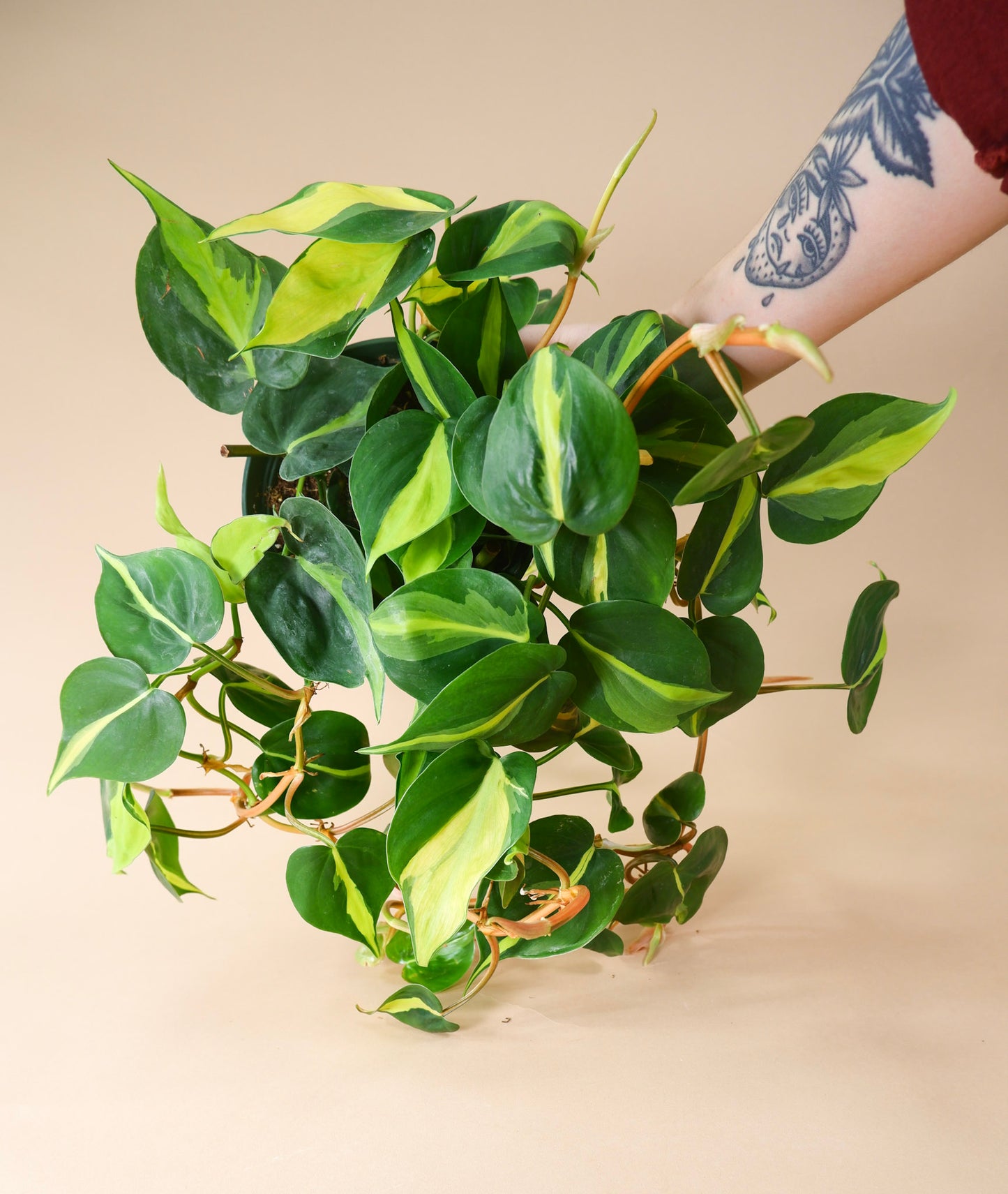 Heartleaf Vine (Philodendron hederaceum or cordatum)